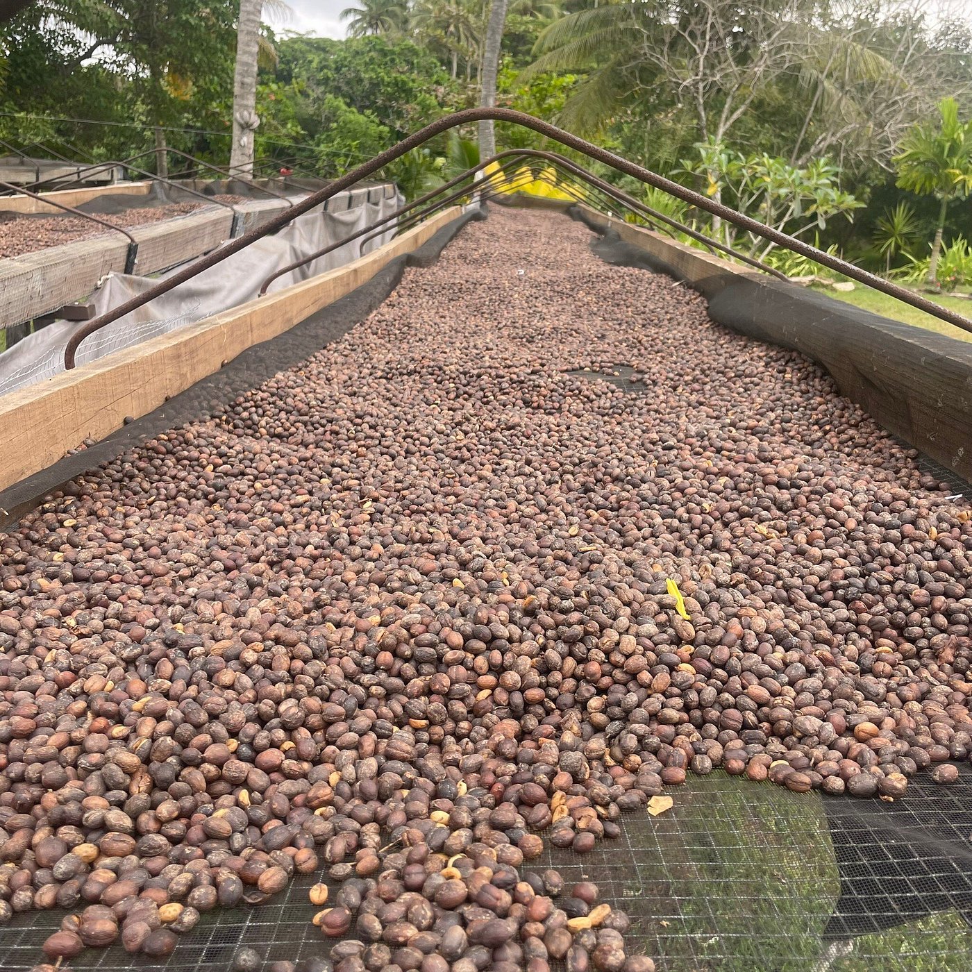 Crop to Cup Coffee Tour