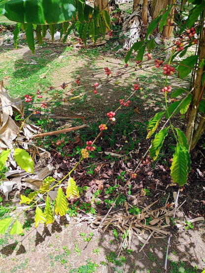 Crop to Cup Coffee Tour