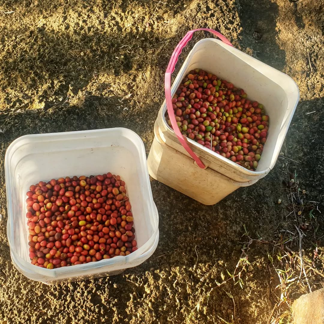 files/Meet_Etika_and_his_family_who_brought_some_land_in_Vanua_Levu_found_a_lot_of_coffee_growing_there._He_made_contact_with_us._We_suggested_he_come_and_learn_how_to_process_coffee._2_day_0cd0df05-9c1a-42ab-9ce0-889d5fefa5f9.jpg