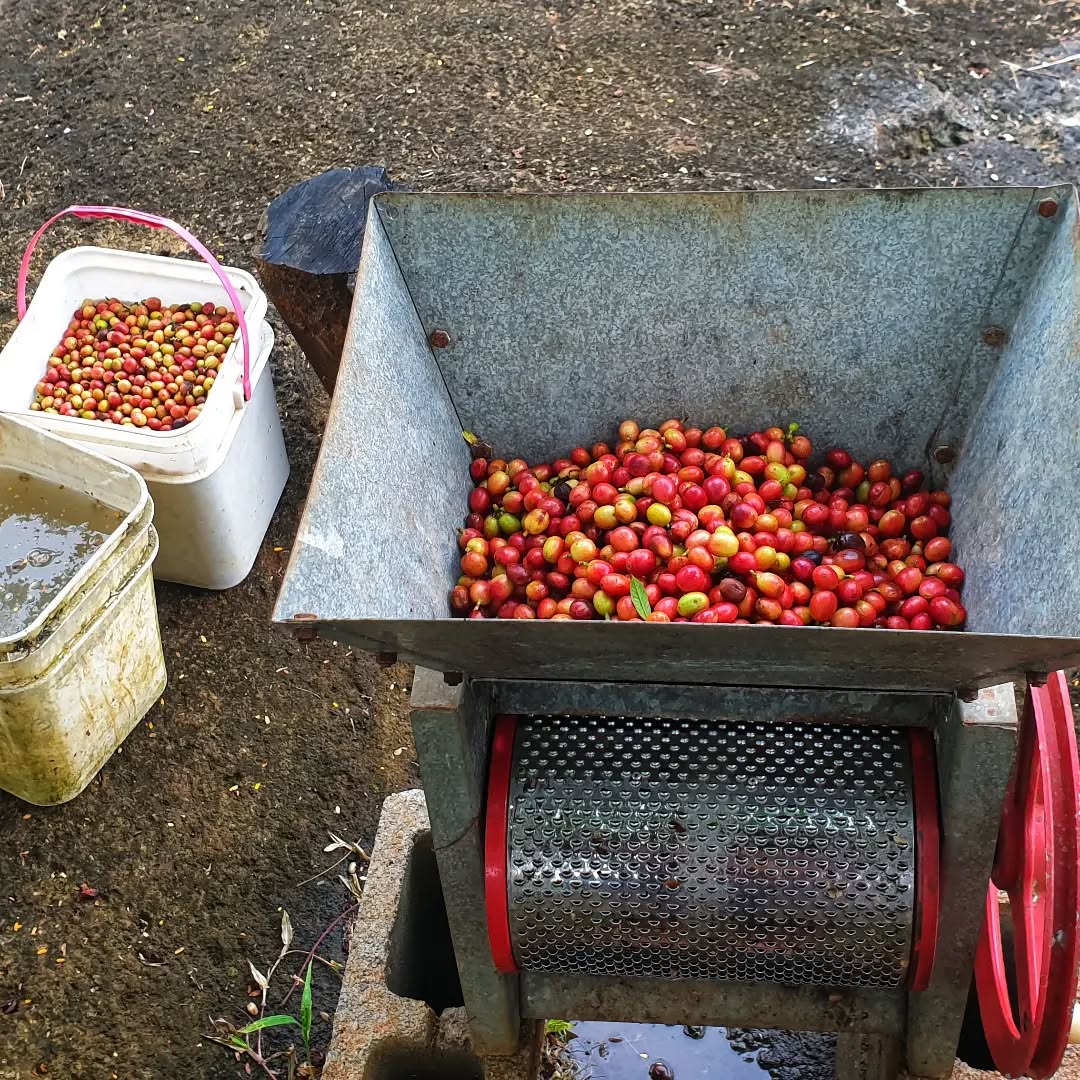 files/Meet_Etika_and_his_family_who_brought_some_land_in_Vanua_Levu_found_a_lot_of_coffee_growing_there._He_made_contact_with_us._We_suggested_he_come_and_learn_how_to_process_coffee._2_day_a3773200-419f-4877-b39a-d713d94cefd3.jpg