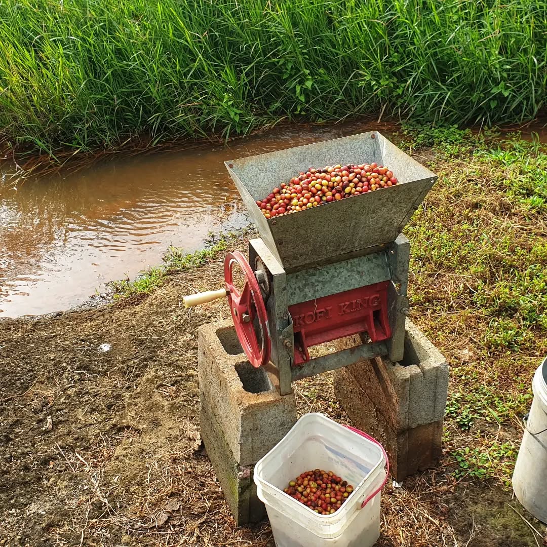 files/Meet_Etika_and_his_family_who_brought_some_land_in_Vanua_Levu_found_a_lot_of_coffee_growing_there._He_made_contact_with_us._We_suggested_he_come_and_learn_how_to_process_coffee._2_day_bf8d2ad4-a44c-43f6-9025-d8f7944e6190.jpg
