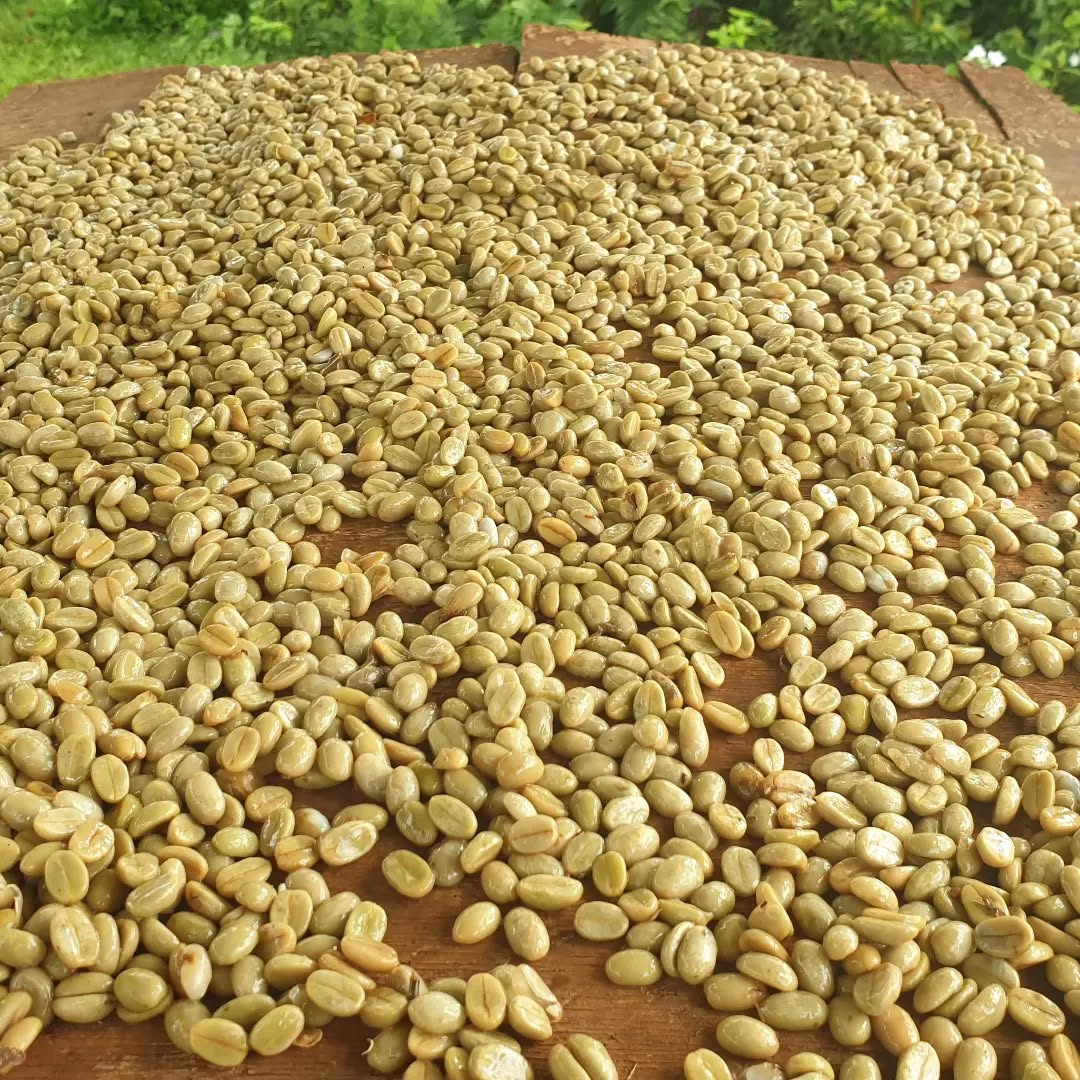 files/Meet_Etika_and_his_family_who_brought_some_land_in_Vanua_Levu_found_a_lot_of_coffee_growing_there._He_made_contact_with_us._We_suggested_he_come_and_learn_how_to_process_coffee._2_day_c0f76e2e-6224-4f9d-b828-aa3d84e9daa3.jpg