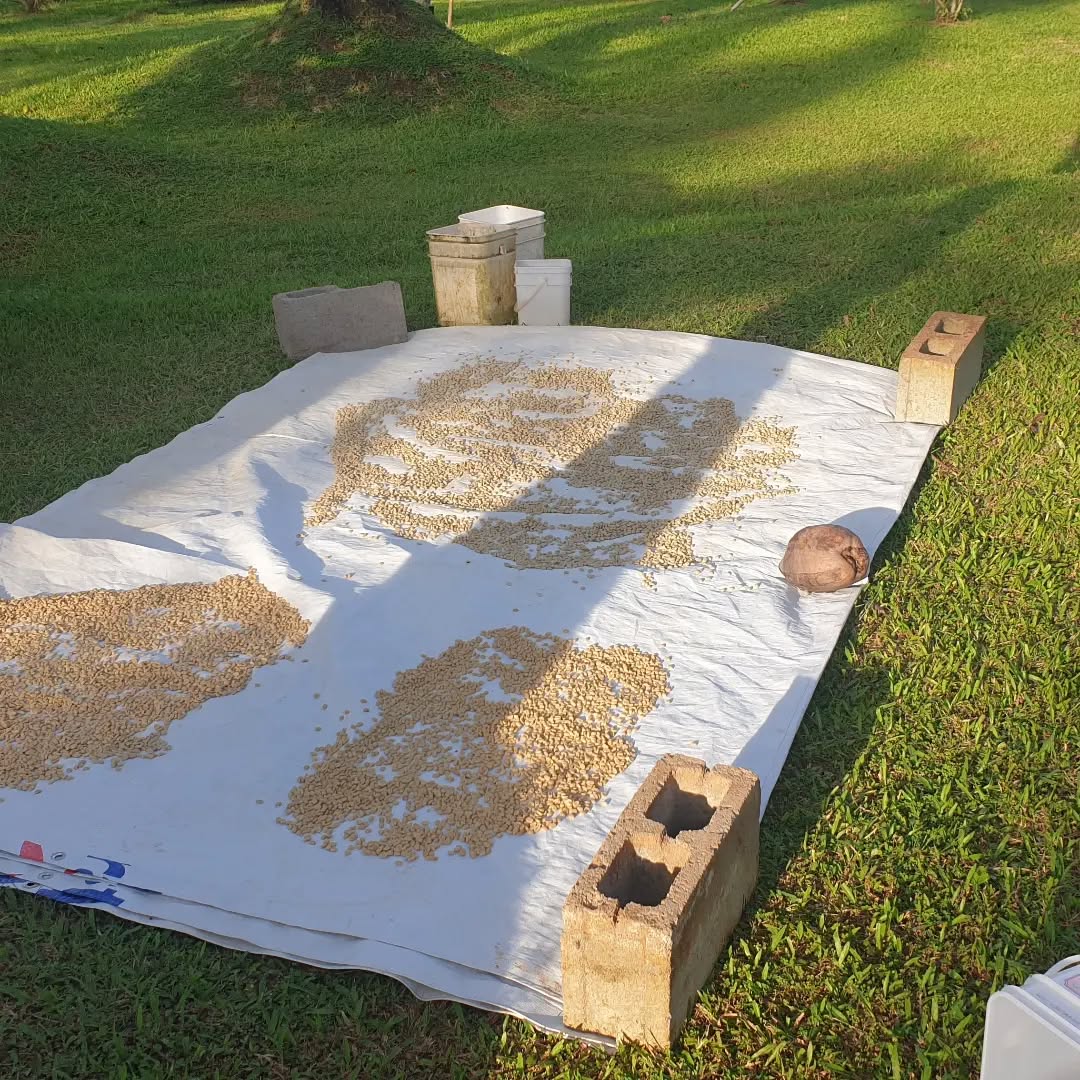 files/Meet_Etika_and_his_family_who_brought_some_land_in_Vanua_Levu_found_a_lot_of_coffee_growing_there._He_made_contact_with_us._We_suggested_he_come_and_learn_how_to_process_coffee._2_day_ca990b17-ee8b-4823-bf3f-6d0f408284a8.jpg